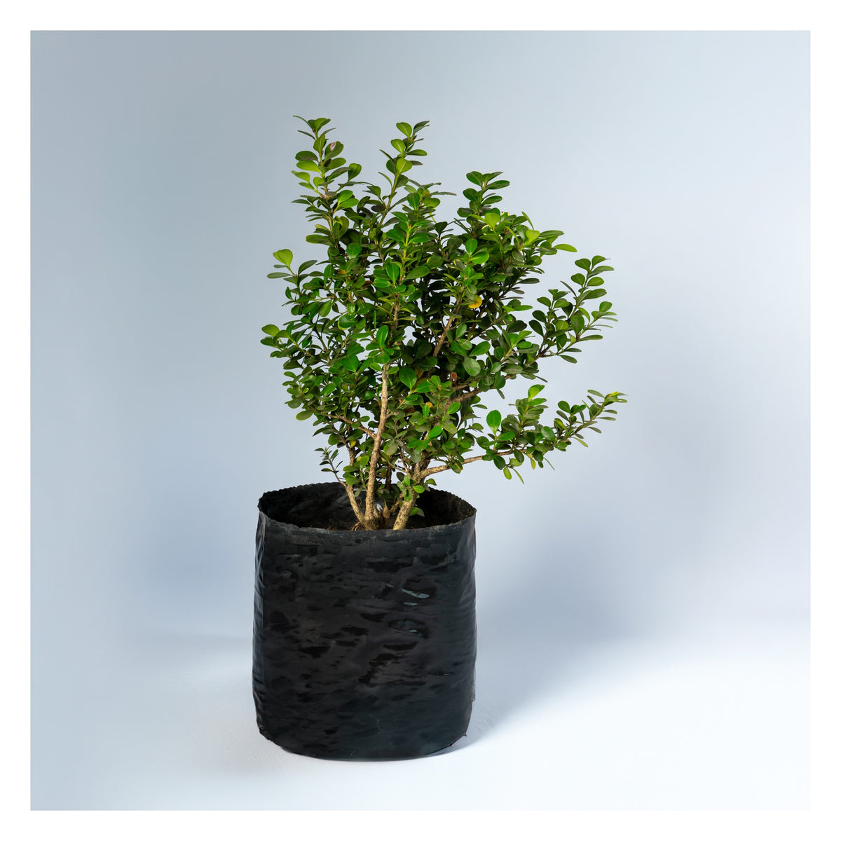 Arbusto PipiGrass para Machos