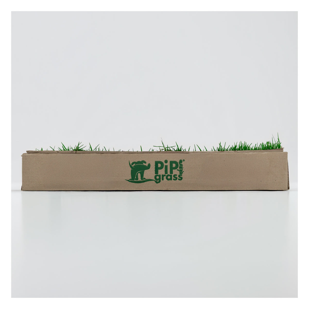 PipiGrass Estándar