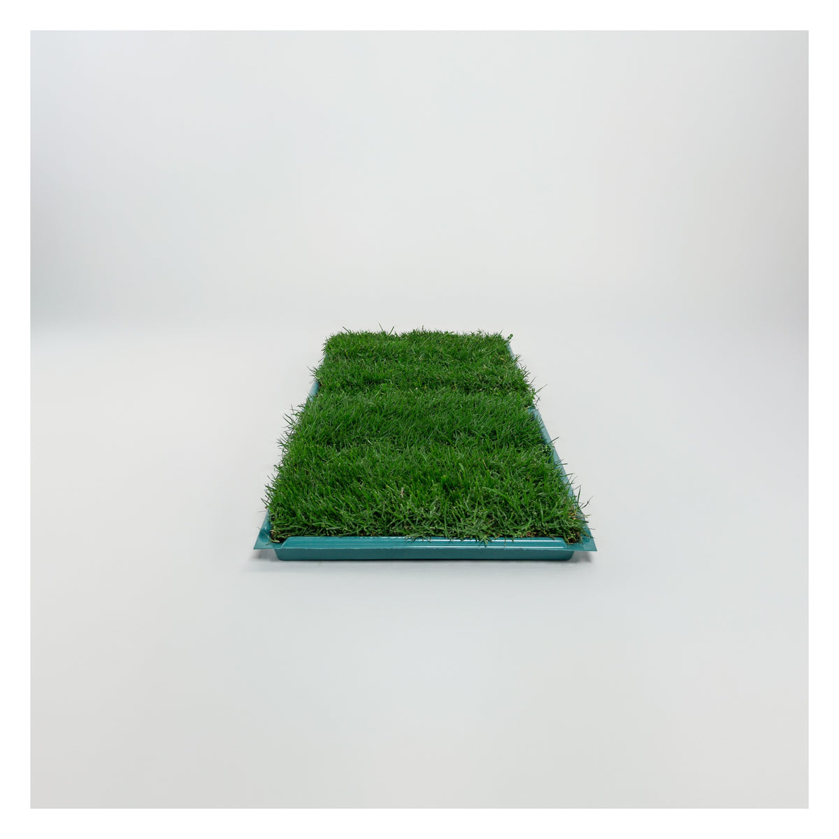 Membresía Mensual PipiGrass 2XL