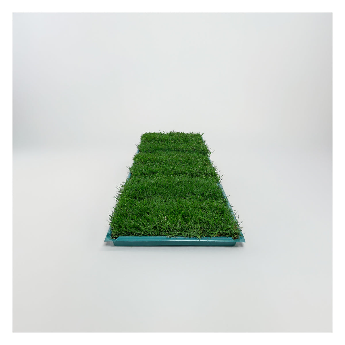 Membresía PipiGrass 3XL