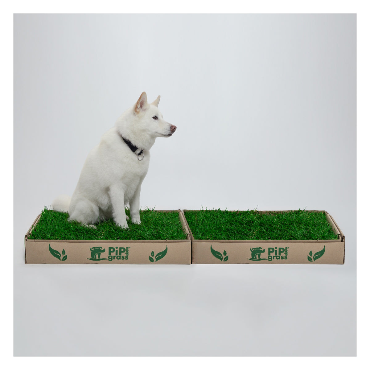 PipiGrass 2XL