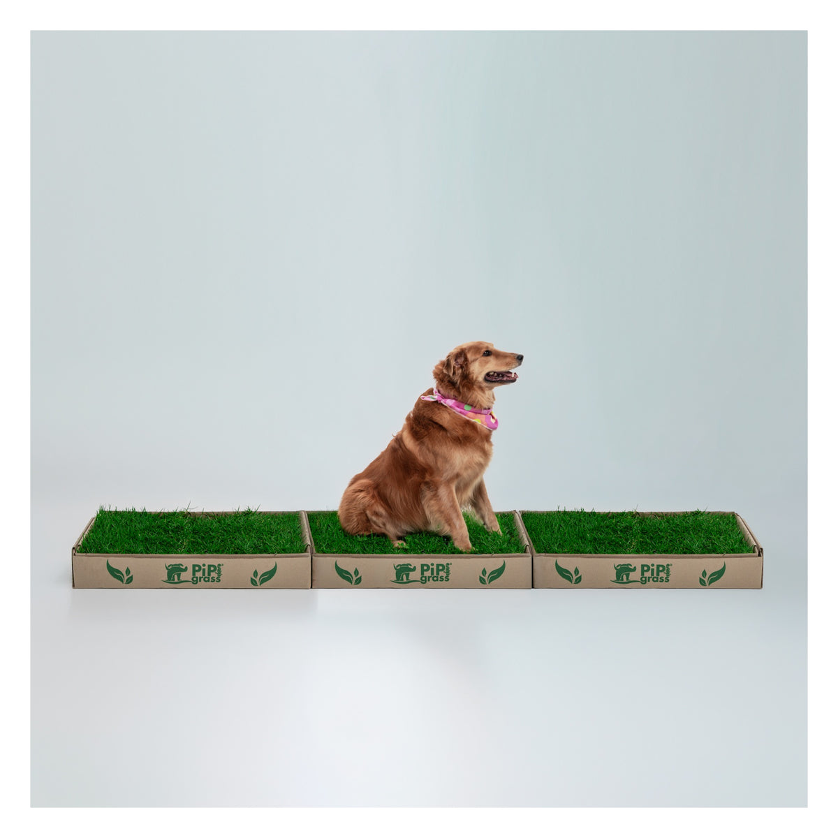 PipiGrass 3XL
