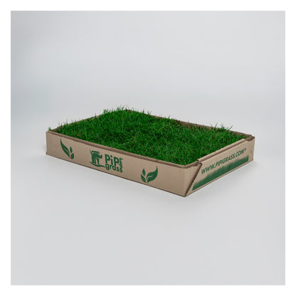 PipiGrass Estándar