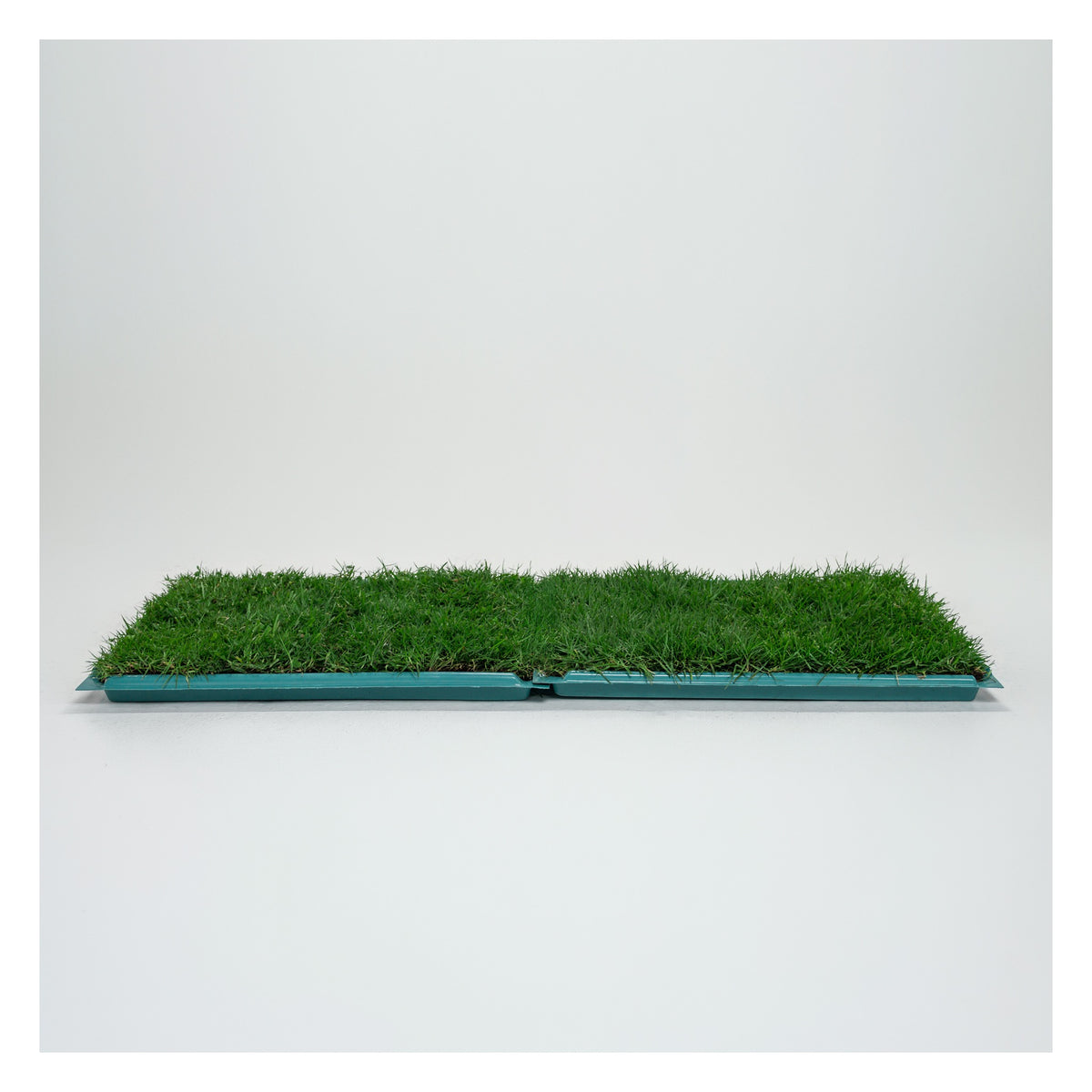 Membresía Mensual PipiGrass 2XL