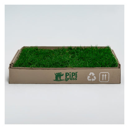 PipiGrass Estándar