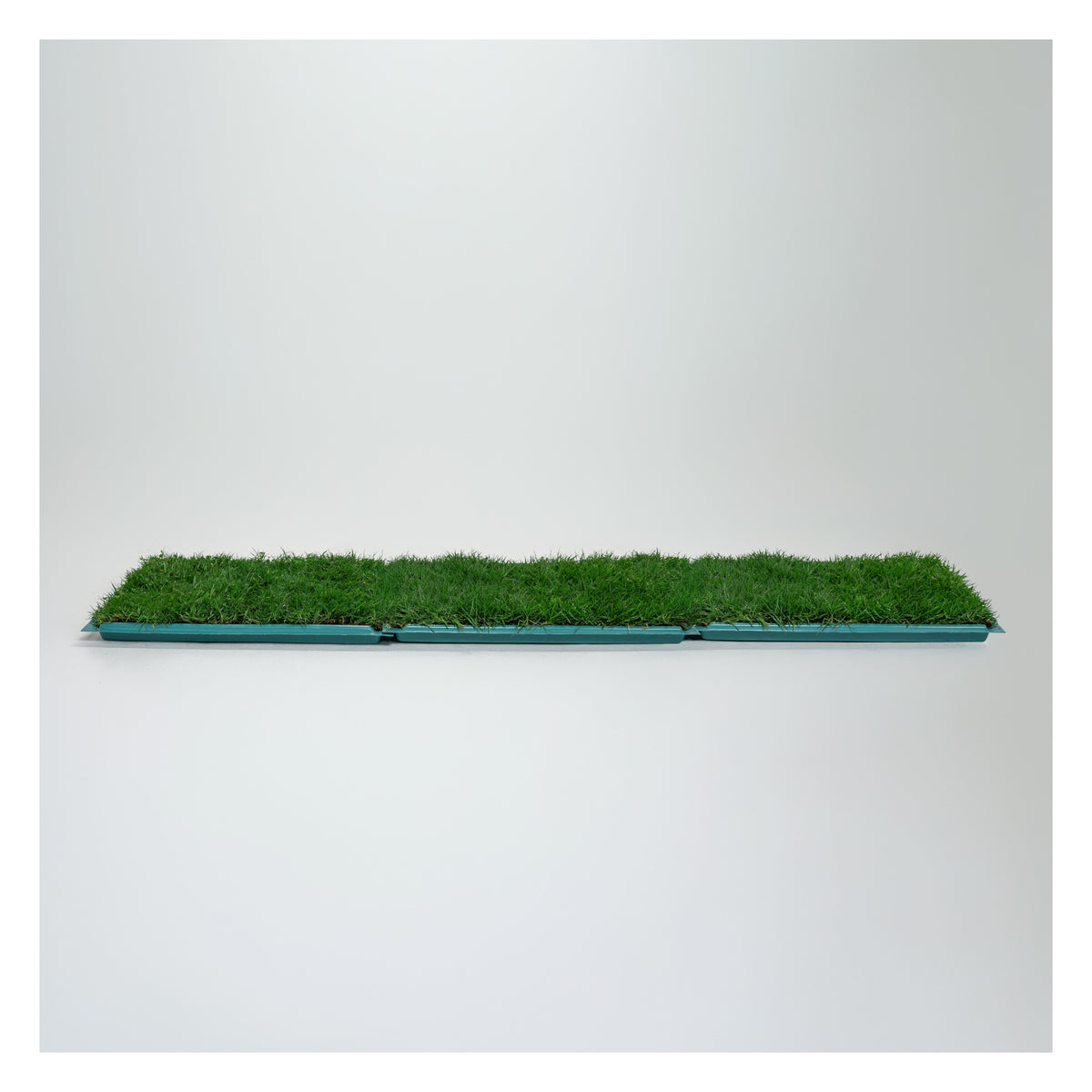 Membresía PipiGrass 3XL
