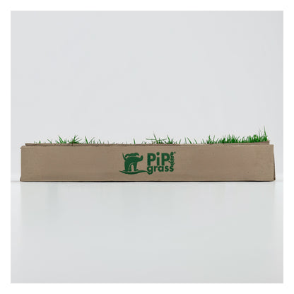 PipiGrass Estándar