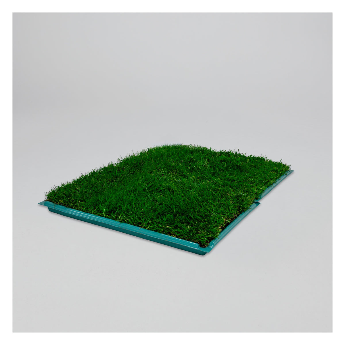 Membresía Mensual PipiGrass 2XL