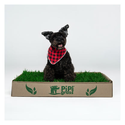 PipiGrass Estándar
