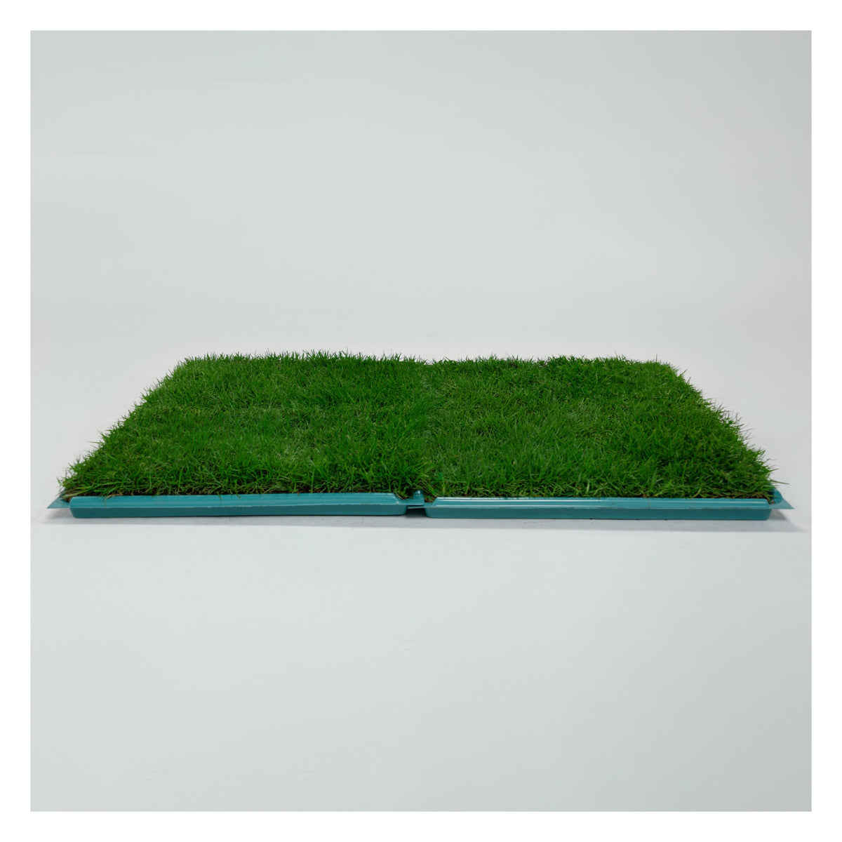 Membresía Mensual PipiGrass 2XL