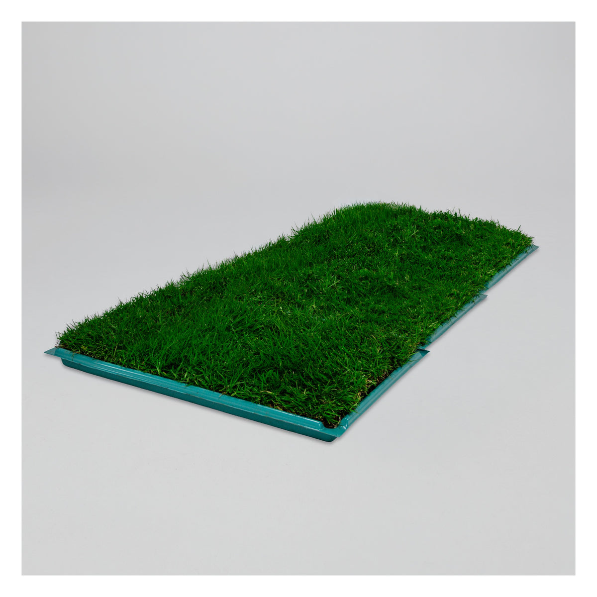Membresía PipiGrass 3XL