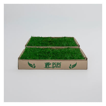PipiGrass 2XL