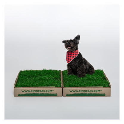 PipiGrass 2XL
