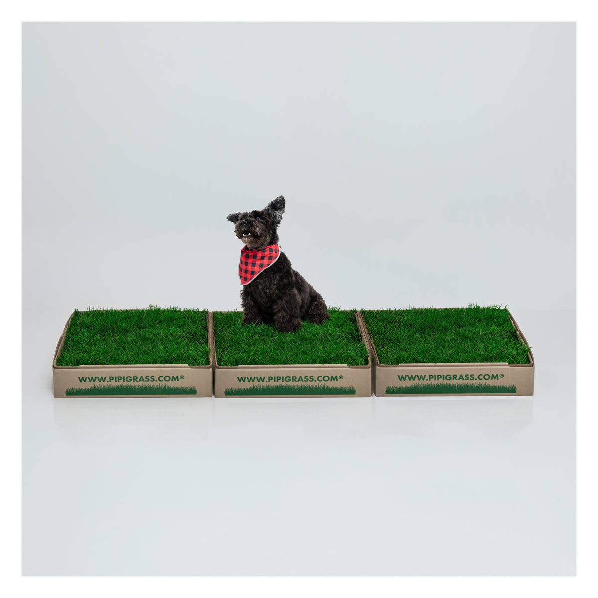 PipiGrass 3XL