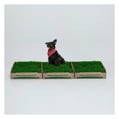 PipiGrass 3XL