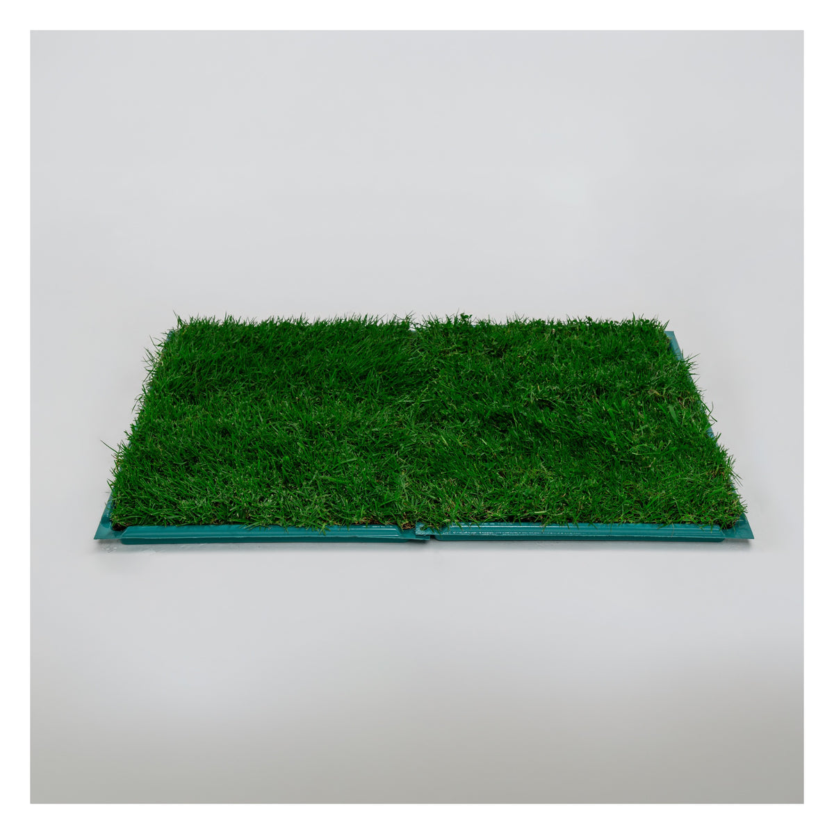 Membresía Mensual PipiGrass 2XL