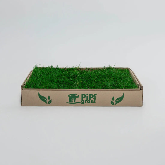 PipiGrass Estándar