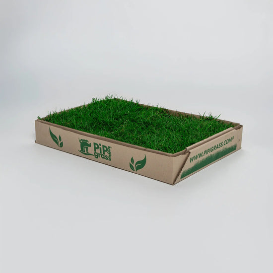PipiGrass Estándar