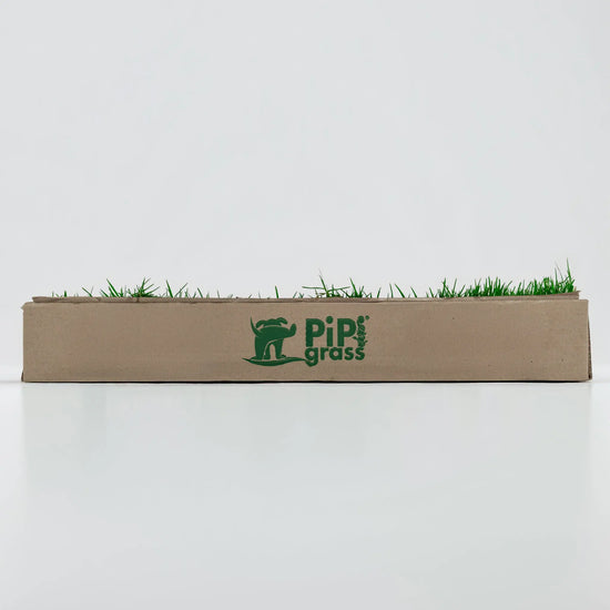PipiGrass Estándar