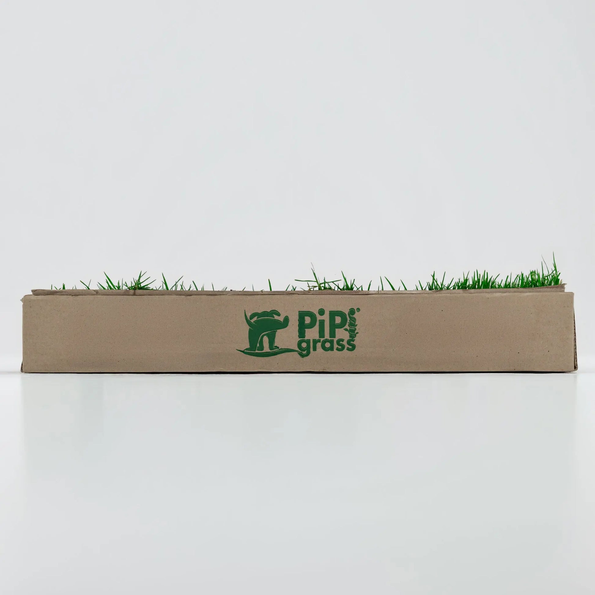 PipiGrass Estándar