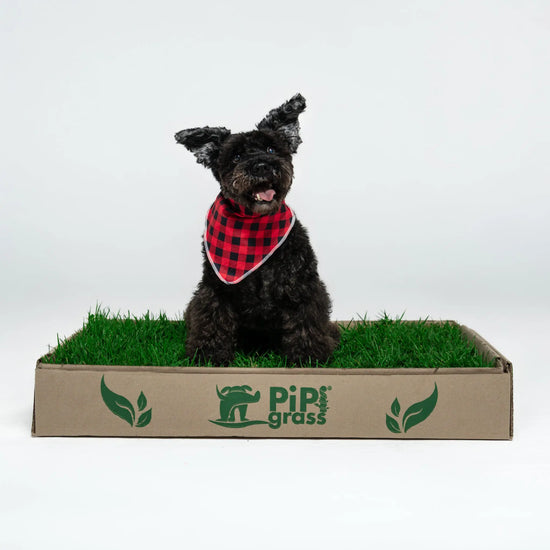 PipiGrass Estándar