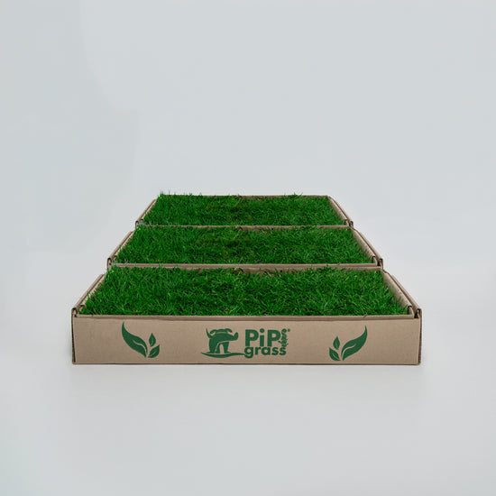 PipiGrass 3XL