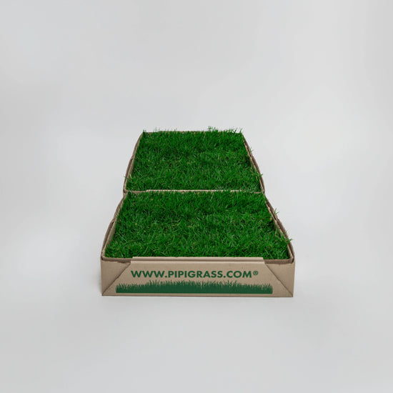 PipiGrass 2XL