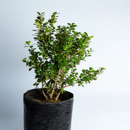 Arbusto PipiGrass para Machos