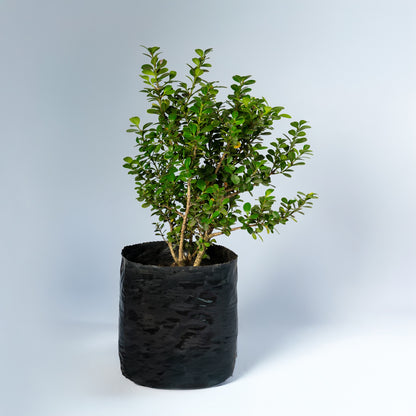 Arbusto PipiGrass para Machos